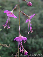 OTV0814 Boerhavia coccinea.jpg