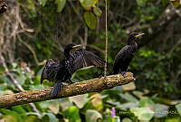 MASM07930 Phalacrocorax sp..jpg