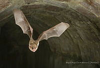 MASM07802 Glossophaga soricina.jpg