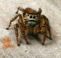 AAH01 Phidippus sp-.jpg