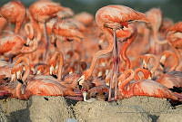 JAGT02 Phoenicopterus ruber.jpg
