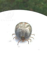 MN6PG0089 Haemaphysalis.jpg