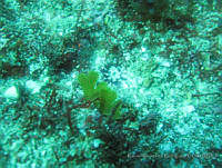 RRR0021 Dictyoptesis delicatula.JPG