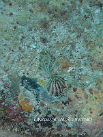 NE018 0866 Isognomon radiatus.jpg