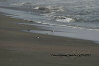 HJ6- 1191- Calidris alba, Charadrius semipalmatus.jpg