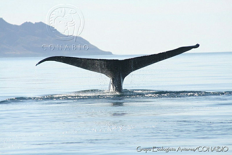 GEA0051%20Balaenoptera%20musculus.jpg.kCeRv7H1MQv1szNjQA3g0JtbmFja29CbnFuZ3NAbXJ6LGtwZwA.UwElL3yeQK