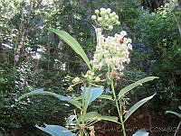 EEC0022 Asclepias similis.jpg