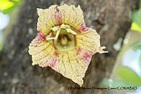 PJ016 0356 Crescentia alata.JPG