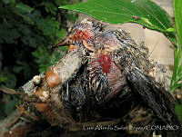 LASL0092 Apodiformes.jpg