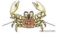 NE018 1228 Porcellanidae3_v.jpg