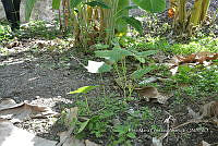 SG019 0262 Cucurbita argyrosperma sbs argyrosperma.jpg