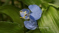 SM0191 Commelina diffusa.jpg