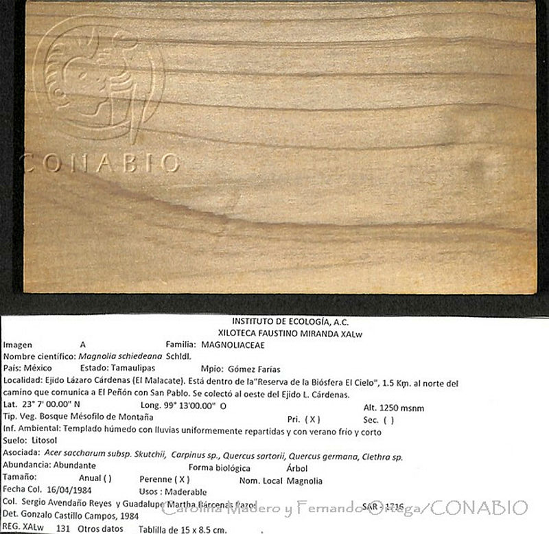 CMyFO%2000059%20Magnolia%20schiedeana.JPG.rifq0oz MT23D9lhQA3g0JtbmFja29CbnFuZ3NAbXJ6LGtwZwA.vDRfLCvoKh