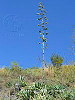 AJGM0259 Agave seemanniana.JPG