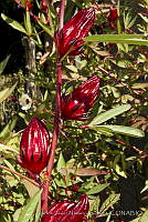 CNS1354 Hibiscus sabdariffa.jpg