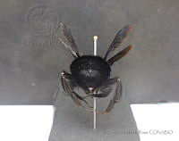 JAMR084 Bombus pullatus.jpg