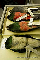 MASM04540 Trogon massena.jpg