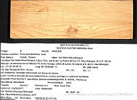 CMyFO 00964 Pinus pseudostrobus.JPG