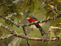 CRPR03 Trogon mexicanus.jpg