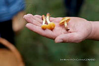 IMDOC Hong 0171 Hygrocybe.jpg