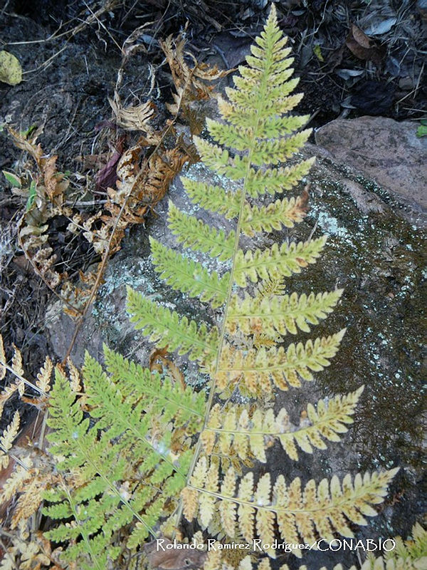 RRR0377%20Dryopteris%20maxonii.jpg.nyfOqcb1MSVnx9FhQA3g0JtbmFja29CbnFuZ3NAbXJ6LGtwZwA.JE2hd1 p0e