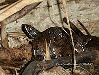 ESR 008 Agkistrodon russeolus.jpg