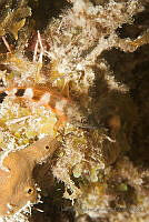 IDG1581 Malacoctenus sp..jpg