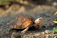 GC0085 Terrapene carolina.jpg