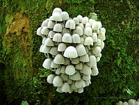 VOCM02 Coprinellus disseminatus.jpg