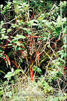 FGM4069 Bromelia sp..JPG