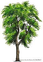RAA0111 Prunus serotina.jpg
