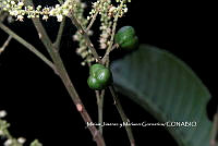 ME010 MJyMG 00059  Cupania glabra Sw., 1788.JPG