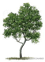 ADDLT0025 Avicennia germinans.JPG