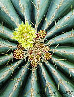 AR0004 Ferocactus schwarzii.jpg