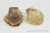 MASM05131 Isognomon alatus.jpg