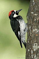 CNS0587 Melanerpes formicivorus.jpg