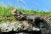 SADR0005 Ctenosaura acanthura.JPG