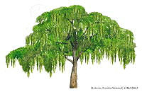RAA0117 Schinus molle.jpg