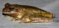 VHTH014 Smilisca baudinii.JPG