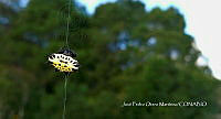 MN6F0150 Gasteracantha cancriformis.jpg