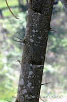 MDLLPG0104 Pithecellobium lanceolatum.jpg