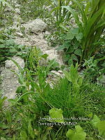 RG001 0484 Rumex americanum.jpg