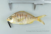 SGQ1363 Gerres cinereus.jpg