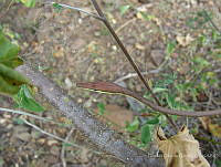 OOG0194 Oxybelis aeneus.jpg