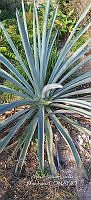 RG019 0126 Agave angustifolia.jpg