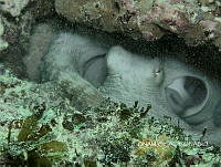 NE018 0876 Octopus.jpg