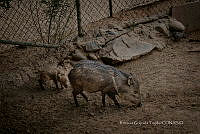 RGT 002 Pecari tajacu.jpg