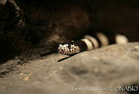 LV0035 Lampropeltis getula.jpg