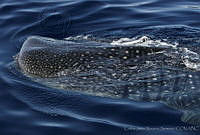 CNS0907 Rhincodon typus.jpg