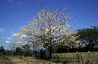 MAR0065 Gliricidia sepium.jpg